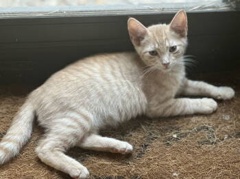 Rescue Domestic Short Hair Cats for Adoption in The Woodlands, Texas - Willoughby | PetCurious