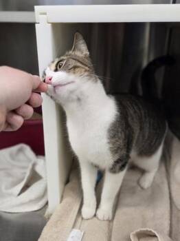 Domestic Short Hair Cats Available for Adoption in Westland, Michigan - Meadow | PetCurious