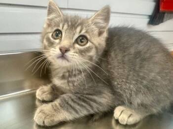 Domestic Short Hair Cats Available for Adoption in St. George, Utah - Fizz | PetCurious
