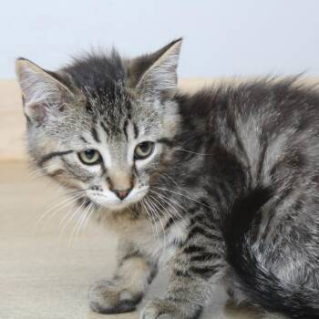 Domestic Short Hair Cats Available for Adoption in Minnetonka, Minnesota - Patrick C68990 | PetCurious