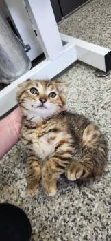 Domestic Short Hair Cats Available for Adoption in Van Wert, Ohio - Marigold | PetCurious