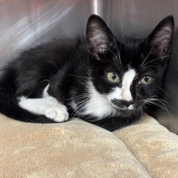 Skunk -  Domestic Short Hair Cat for Adoption in Sunrise, Florida - Skunk | PetCurious