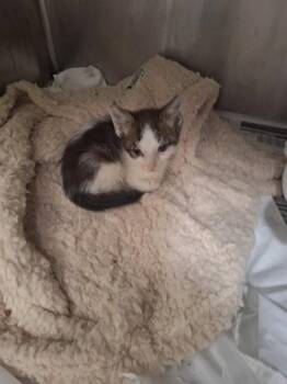 A2477281 -  Domestic Short Hair Cat for Adoption in Fort Lauderdale, Florida - A2477281 | PetCurious