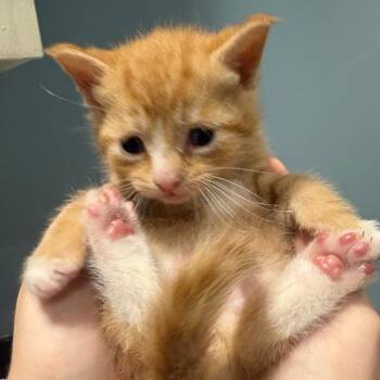 Pumpky-umpy-umpkin -  Domestic Short Hair Cat for Adoption in Chattanooga, Tennessee - Pumpky-umpy-umpkin | PetCurious