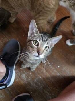 Picasso -  Domestic Short Hair Cat for Adoption in River Ridge, Louisiana - Picasso | PetCurious