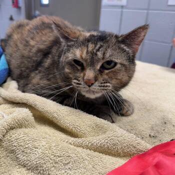 Cinnamon -  Domestic Short Hair Cat for Adoption in West Olive, Michigan - Cinnamon | PetCurious