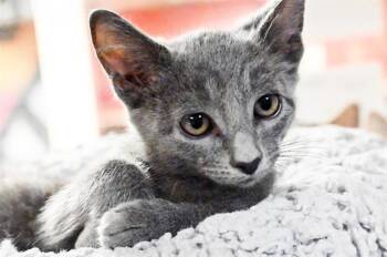 STARFRUIT -  Domestic Short Hair Cat for Adoption in Fort Lauderdale, Florida - STARFRUIT | PetCurious
