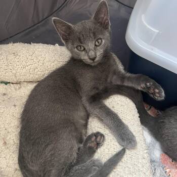 Rescue Russian Blue Cats for Adoption in Glendora, California - Baby Grey J | PetCurious