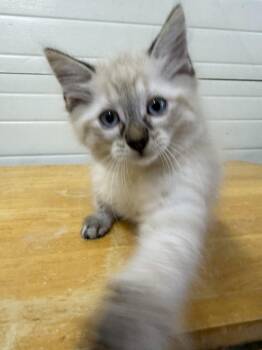 Gin -  Domestic Medium Hair Cat for Adoption in Lagrange, Indiana - Gin | PetCurious