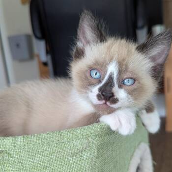 Rainy -  Domestic Short Hair and Siamese Cat for Adoption in Meridian, Idaho - Rainy | PetCurious