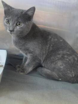 Domestic Short Hair Cats Available for Adoption - Alexia | PetCurious