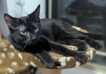Rescue Domestic Short Hair Cats for Adoption in Greenville, South Carolina - Hades JR | PetCurious