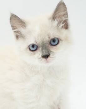 Sugar Bear is the happiness you have been searching for - BONDED -  Ragdoll Cat for Adoption in Bedford Hills, New York - Sugar Bear Is The Happiness You Have Been Searching For - BONDED | PetCurious