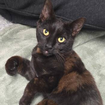 Choco -  Domestic Short Hair Cat Available for Adoption in East Hanover, New Jersey - Choco | PetCurious