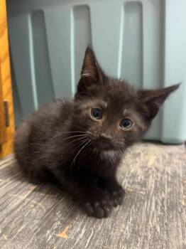 Swiss Cake Roll -  Domestic Short Hair Cat for Adoption in Marion, Ohio - Swiss Cake Roll | PetCurious