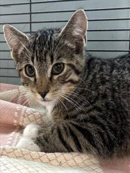 SONNY -  Domestic Short Hair Cat for Adoption in Dedham, Massachusetts - SONNY | PetCurious