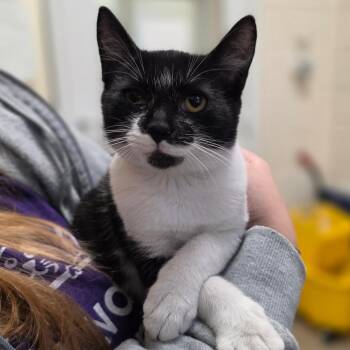 Dark Stripe -  Domestic Short Hair Cat for Adoption in Chatham, Virginia - Dark Stripe | PetCurious