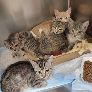 Jackknife -  Domestic Short Hair Cat for Adoption in Westminster, California - Jackknife | PetCurious