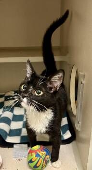 Rescue Domestic Short Hair Cats for Adoption in New Rochelle, New York - Gomita | PetCurious