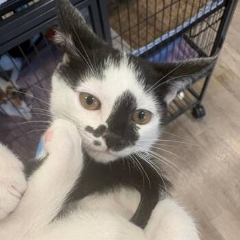 Dr. Strange -  Domestic Short Hair Cat for Adoption in Chesapeake, Virginia - Dr. Strange | PetCurious