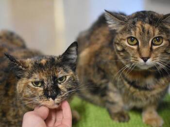 Domestic Short Hair Cats Available for Adoption - Parmesan And Romano | PetCurious