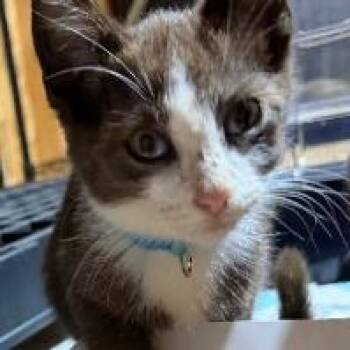 Jack -  Domestic Short Hair Cat for Adoption - Jack | PetCurious