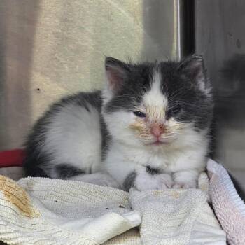 Domestic Short Hair Cats Available for Adoption in Indianapolis, Indiana - Nolan | PetCurious