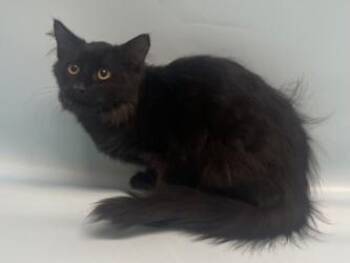 Moonshine -  Domestic Long Hair and Domestic Short Hair Cat for Adoption in Golden Valley, Minnesota - Moonshine | PetCurious