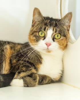 BRANWYN (0075) -  Domestic Short Hair Cat for Adoption in Bridgeport, Connecticut - BRANWYN (0075) | PetCurious