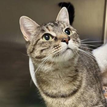 Pop Star -  Domestic Short Hair Cat for Adoption in Richmond, Virginia - Pop Star | PetCurious