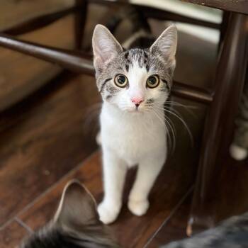 Rosary -  Domestic Short Hair Cat for Adoption in Mount Laurel Township, New Jersey - Rosary | PetCurious