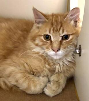 Domestic Long Hair Cats Available for Adoption in Dedham, Massachusetts - HAWK | PetCurious