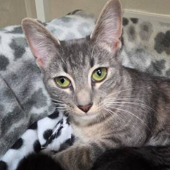 Crissy -  Domestic Short Hair Cat for Adoption in Buffalo, New York - Crissy | PetCurious
