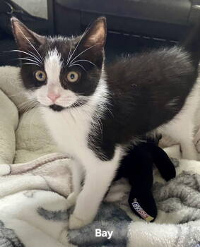 Rescue Domestic Short Hair Cats for Adoption in Penndel, Pennsylvania - Bay | PetCurious