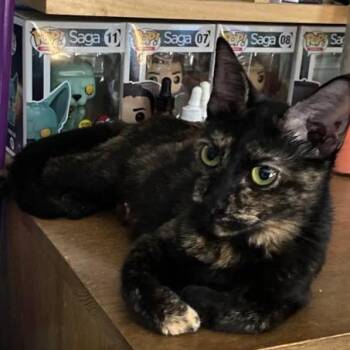 Yasha -  Domestic Short Hair Cat for Adoption in Philadelphia, Pennsylvania - Yasha | PetCurious
