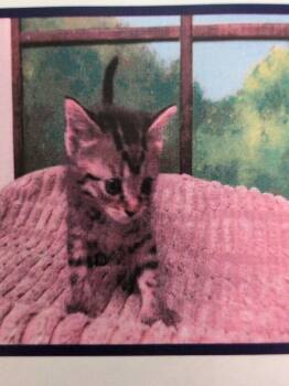 Yogurt -  Domestic Short Hair Cat for Adoption in Parker, Colorado - Yogurt | PetCurious