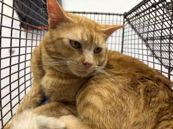 CHEEZ-IT -  Domestic Short Hair Cat for Adoption in Loveland, Colorado - CHEEZ-IT | PetCurious