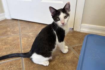 Caprice -  Domestic Short Hair Cat for Adoption in Fountain Hills, Arizona - Caprice | PetCurious