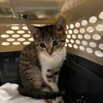 Nugget - Chow Hound Northland -  Domestic Short Hair Cat for Adoption in Grand Rapids, Michigan - Nugget - Chow Hound Northland | PetCurious