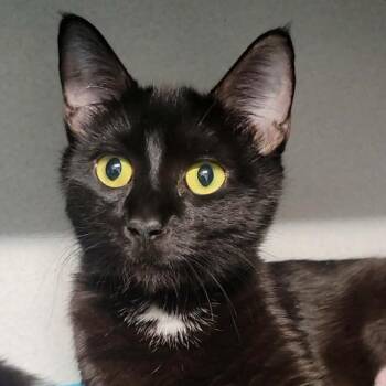 Jean -  Domestic Short Hair Cat for Adoption in Washougal, Washington - Jean | PetCurious