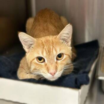 Domestic Short Hair Cats Available for Adoption - Kids These Days | PetCurious