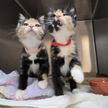 Krill -  Domestic Short Hair Cat for Adoption in Woodinville, Washington - Krill | PetCurious