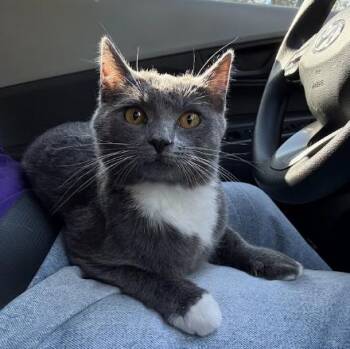 Minerva (A Gamer Lapcat) -  Domestic Short Hair Cat for Adoption in Everett, Washington - Minerva (A Gamer Lapcat) | PetCurious
