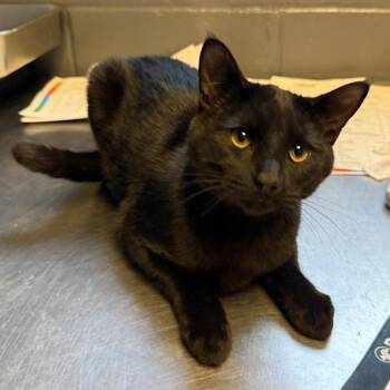 TUSC-Stray-85652 -  Domestic Short Hair Cat for Adoption in Tuscaloosa, Alabama - TUSC-Stray-85652 | PetCurious