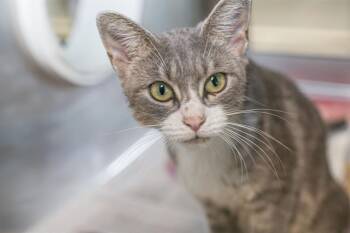 WHISPER -  Domestic Short Hair Cat for Adoption in Charlotte, North Carolina - WHISPER | PetCurious