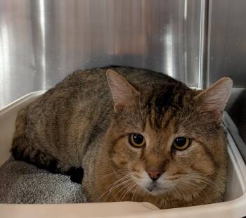 Domestic Short Hair Cats Available for Adoption - Monkey | PetCurious