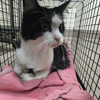 Poe -  Domestic Short Hair Cat for Adoption in Pasadena, California - Poe | PetCurious
