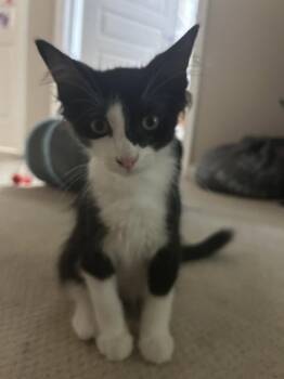 Jaymes -  Domestic Medium Hair Cat for Adoption in Walled Lake, Michigan - Jaymes | PetCurious