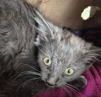 Sf 28c Marley -  Domestic Long Hair Cat for Adoption in Lawrenceville, Georgia - Sf 28c Marley | PetCurious