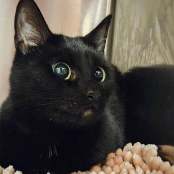 June -  Domestic Short Hair Cat for Adoption in Bentonville, Arkansas - June | PetCurious